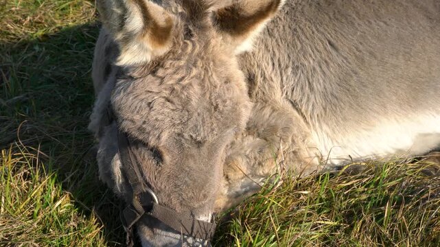 A grey donkey with a brown halter lies comfortably on lush green grass in a sunlit meadow, showcasing its fluffy and textured fur in natural light.
