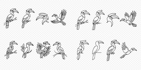 Set of hand-drawn hornbill illustrations in various poses, line art style, isolated on transparent background. © Lunara Arts