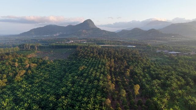 Drone footage captures orderly palm oil fields against mountainous backdrop