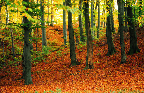 Golden autumn beech forest in Lviv, Ukraine. Fall Fagus sylvatica woodland with trees, carpet of fallen leaves
