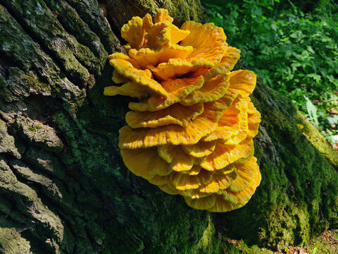 Big yellow chicken-of-the-woods mushroom grows on tree bark in summer forest