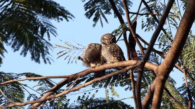 Two spotted owlets, Athene brama, perched on tree branch, one calling or yawning while the other watches alertly, warm evening light, ideal for wildlife, partnership, communication, and nature themes