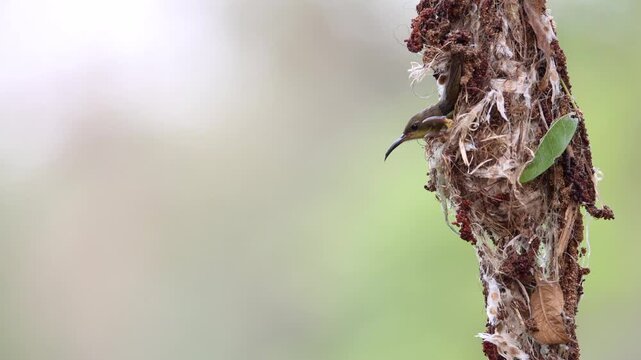 Olive-backed Sunbird, Cinnyris jugularis,  mother and her babies nestled safely in their nest, resting quietly as evening falls and waiting for a brand new day, tiny and active sunbird, birds in nest
