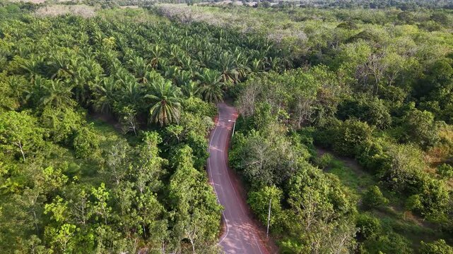 Winding dirt path surrounded by palm trees and undergrowth