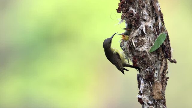 Olive-backed Sunbird parent delicately feeds its hungry chick at entrance of finely woven hanging nest, intimate moment of care and survival, parental devotion, nesting behavior, bird habitat