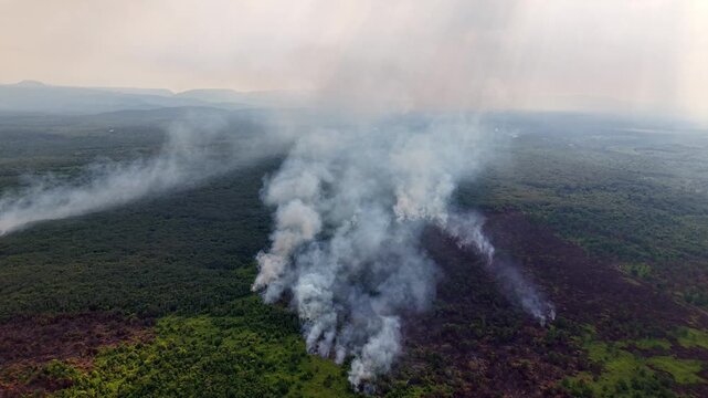 Smoke rises from burning forest
