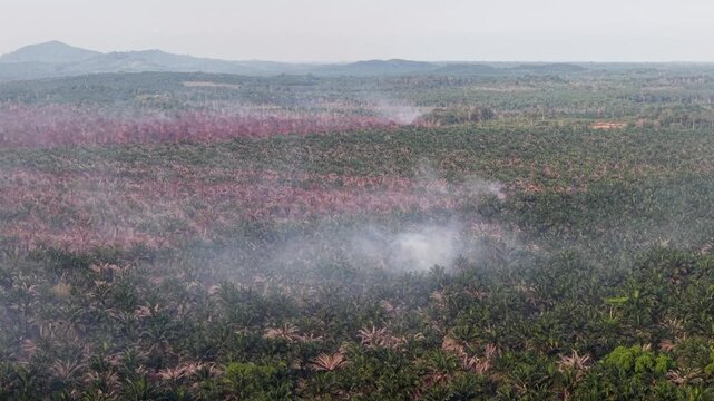 Smoke drifts across a burning forest expanse
