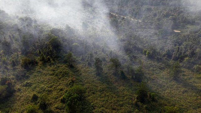 Smoke drifts over dense green forest canopy