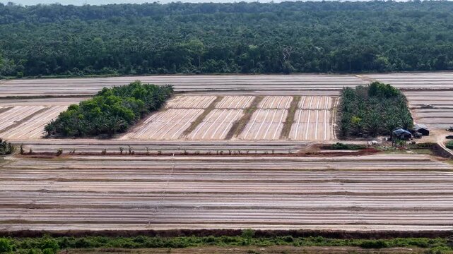 Aerial view of farmland bordered by dense green forest