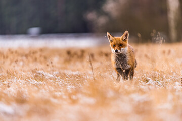 Naklejka premium Cute Red Fox, Vulpes vulpes in fall forest. Beautiful animal in the nature habitat. Wildlife scene from the wild nature. Red fox running in orange autumn leaves