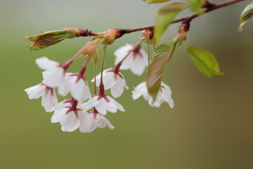 Obraz premium 下を向いて咲いている桜の花