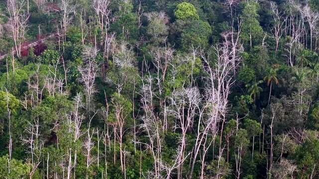 Aerial view of a dense forest with stark, bare trees