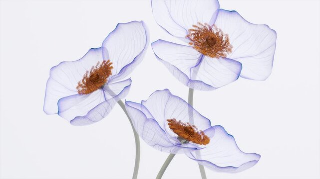 Three translucent purple anemone flowers with orange centers blooming in x-ray style with detailed veins, horizontal minimalist nature animation on white background
Tags (49):