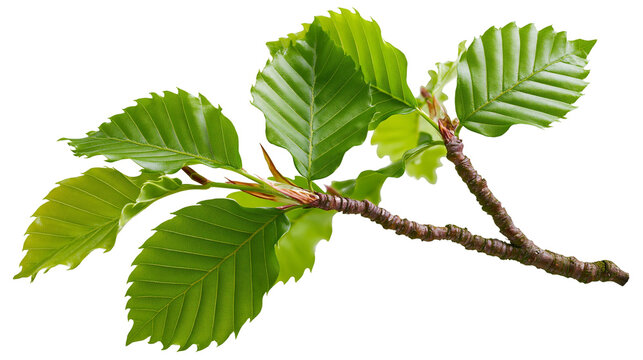 Green beech tree branch with serrated leaves
