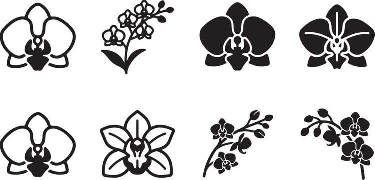 Elegant orchid flower vector illustrations in black and white Vector