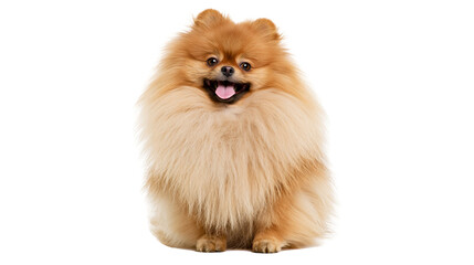 Fluffy Pomeranian dog with tongue out, sitting © Isabel