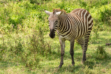Fototapeta premium Full body portrait of a wild zebra standing in a bright green grassy savannah habitat with wildlife