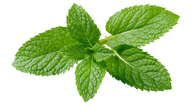 Fresh green mint leaves sprig