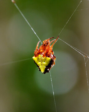 Spiny orb-weaver spider with yellow and orange coloring in silk web