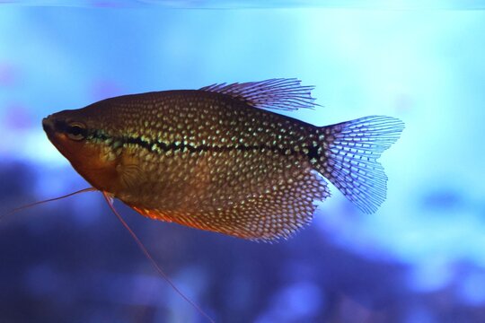 Pearl gourami in an aquarium