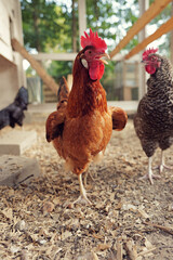 Brown hen strutting through chicken coop with wood shavings floor © all.the.bits