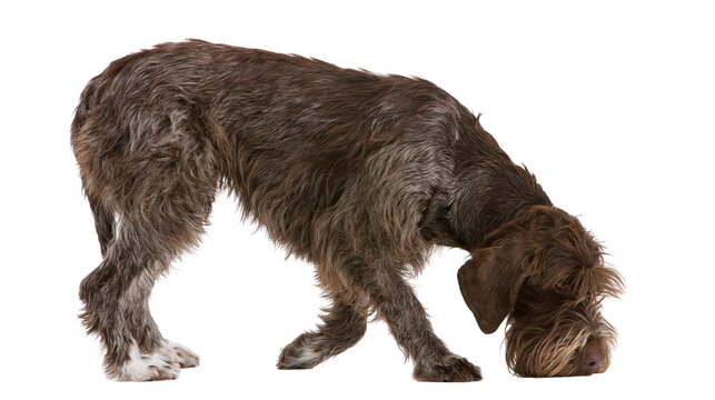 Wirehaired Pointing Griffon dog sniffing ground
