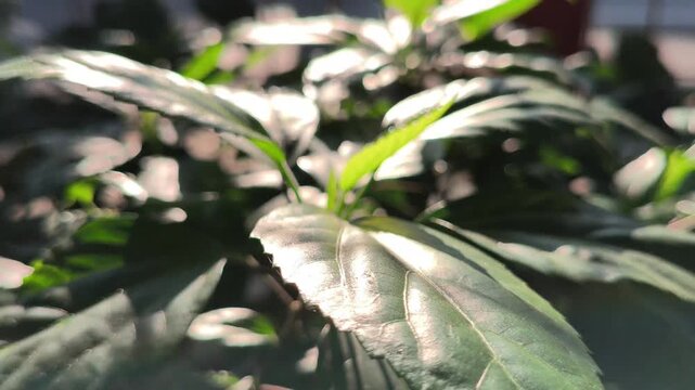 A natural pattern of lush green hibiscus leaves featuring detailed veins and rich foliage, creating a refreshing botanical background ideal for nature, gardening, and design concepts.
