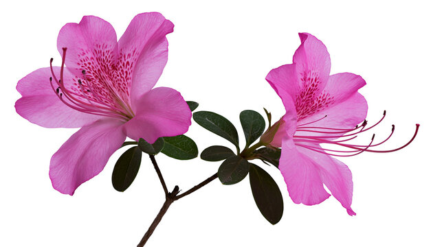 Two pink azalea flowers with dark green leaves on a branch