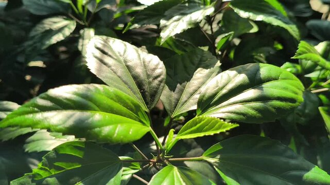 A natural pattern of lush green hibiscus leaves featuring detailed veins and rich foliage, creating a refreshing botanical background ideal for nature, gardening, and design concepts.