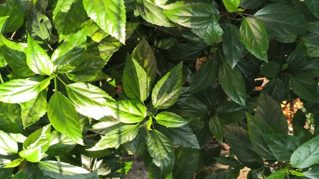 A natural pattern of lush green hibiscus leaves featuring detailed veins and rich foliage, creating a refreshing botanical background ideal for nature, gardening, and design concepts.
