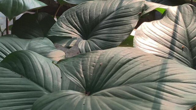 Fresh Homalomena leaves illuminated by soft morning light along a roadside, showcasing lush tropical foliage and the natural beauty of ornamental plants in an urban landscape