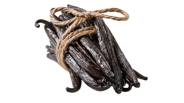 Bundle of dark brown vanilla beans tied with rough twine