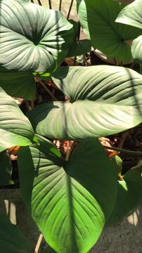 Fresh Homalomena leaves illuminated by soft morning light along a roadside, showcasing lush tropical foliage and the natural beauty of ornamental plants in an urban landscape