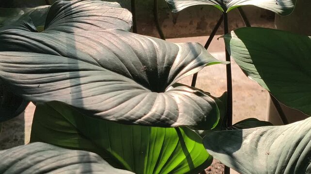 Fresh Homalomena leaves illuminated by soft morning light along a roadside, showcasing lush tropical foliage and the natural beauty of ornamental plants in an urban landscape