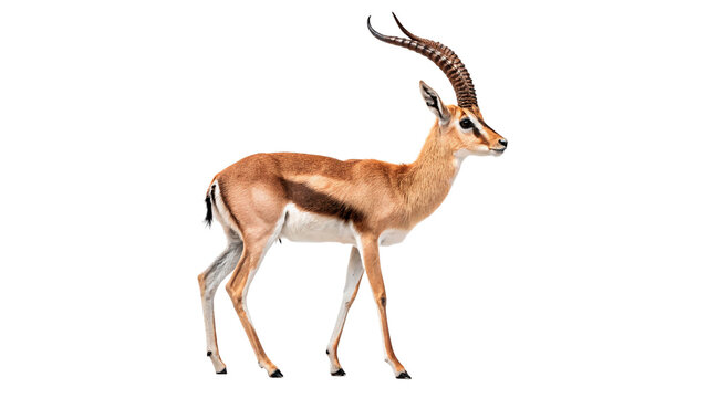 Wild elegant african gazelle antelope mammal animal standing isolated on a transparent background