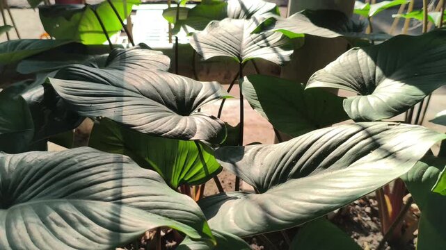 Fresh Homalomena leaves illuminated by soft morning light along a roadside, showcasing lush tropical foliage and the natural beauty of ornamental plants in an urban landscape