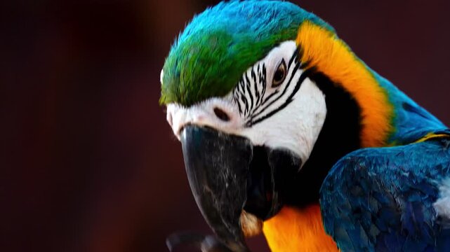 Extreme close-up footage of a blue and yellow macaw showing intricate feather patterns, eye detail and powerful beak in natural light.	