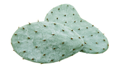 Fototapeta premium Two prickly pear cactus pads with brown spines