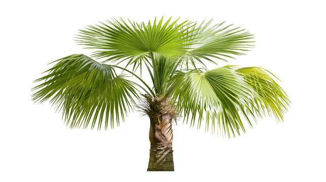 Fan palm tree with green leaves and textured trunk