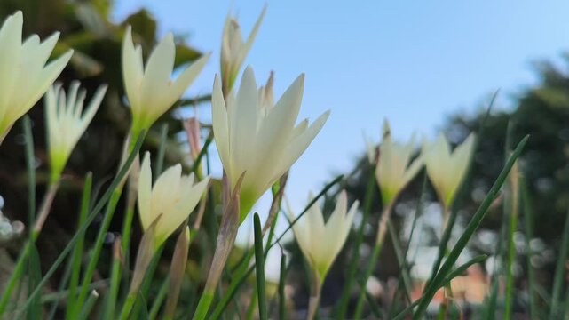 Rain lily flower buds in the soft morning light before blooming, showcasing the fresh beauty and natural growth stage of Zephyranthes in a peaceful tropical garden