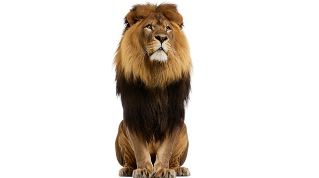 Majestic male lion with full mane sitting regally