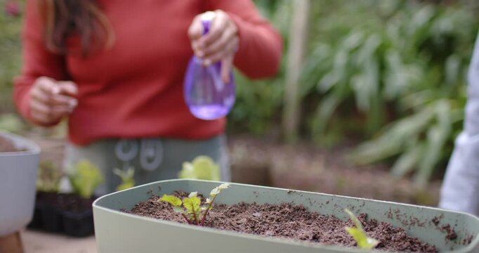 African American woman pressing purple sprayer, misting seedlings at backyard table for plant care