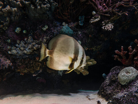 Exotic pinnate batfish swimming in aquarium tank