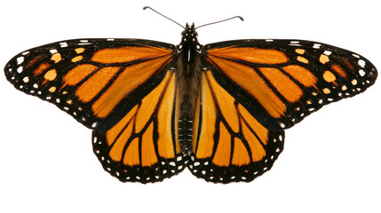 Monarch butterfly with orange black, and white wings © Miguel