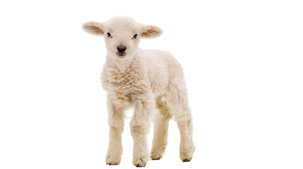 Fototapeta premium Fluffy white lamb standing on white