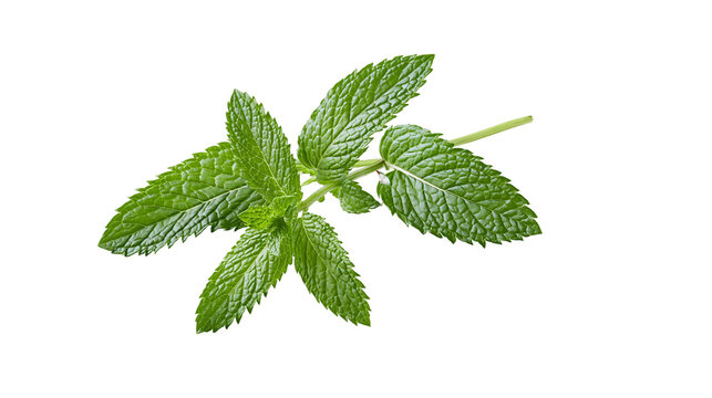 Fresh green mint sprig with serrated leaves
