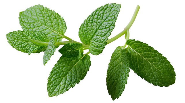 Fresh green mint leaves sprig