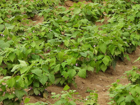 Kidney bean flowers have bloomed in the field