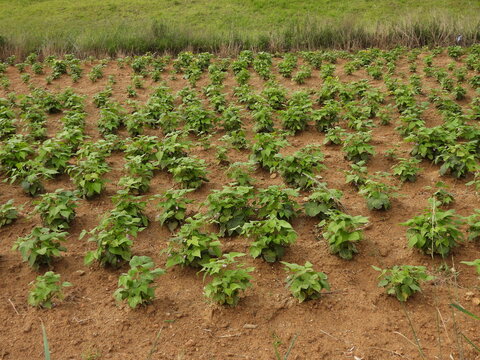 Kidney beans in the kidney bean field