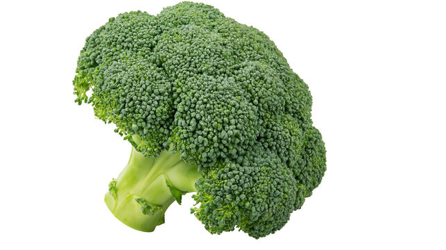 Fresh green broccoli head with thick stem
